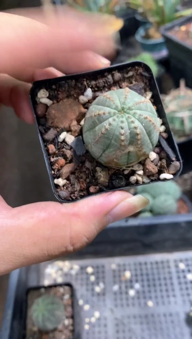 【闪购商品】量拍自根布纹球单颗（3cm裸根随机发）斑