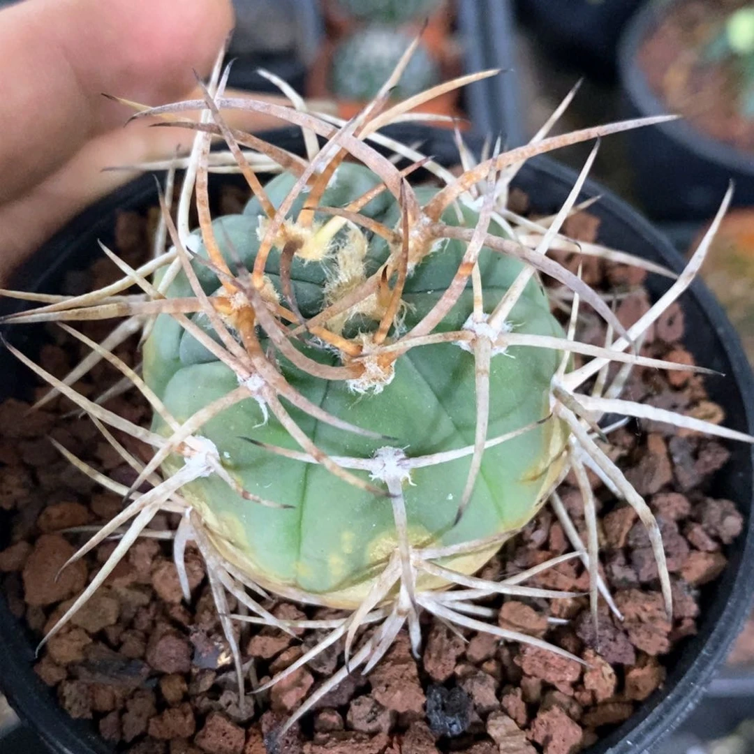 孤品实生优选光琳玉2号老斑