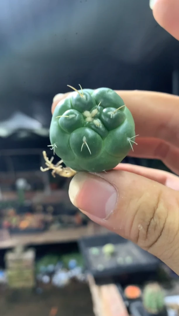 【闪购商品】量拍自根无刺象芽（2cm起，裸根发）单颗