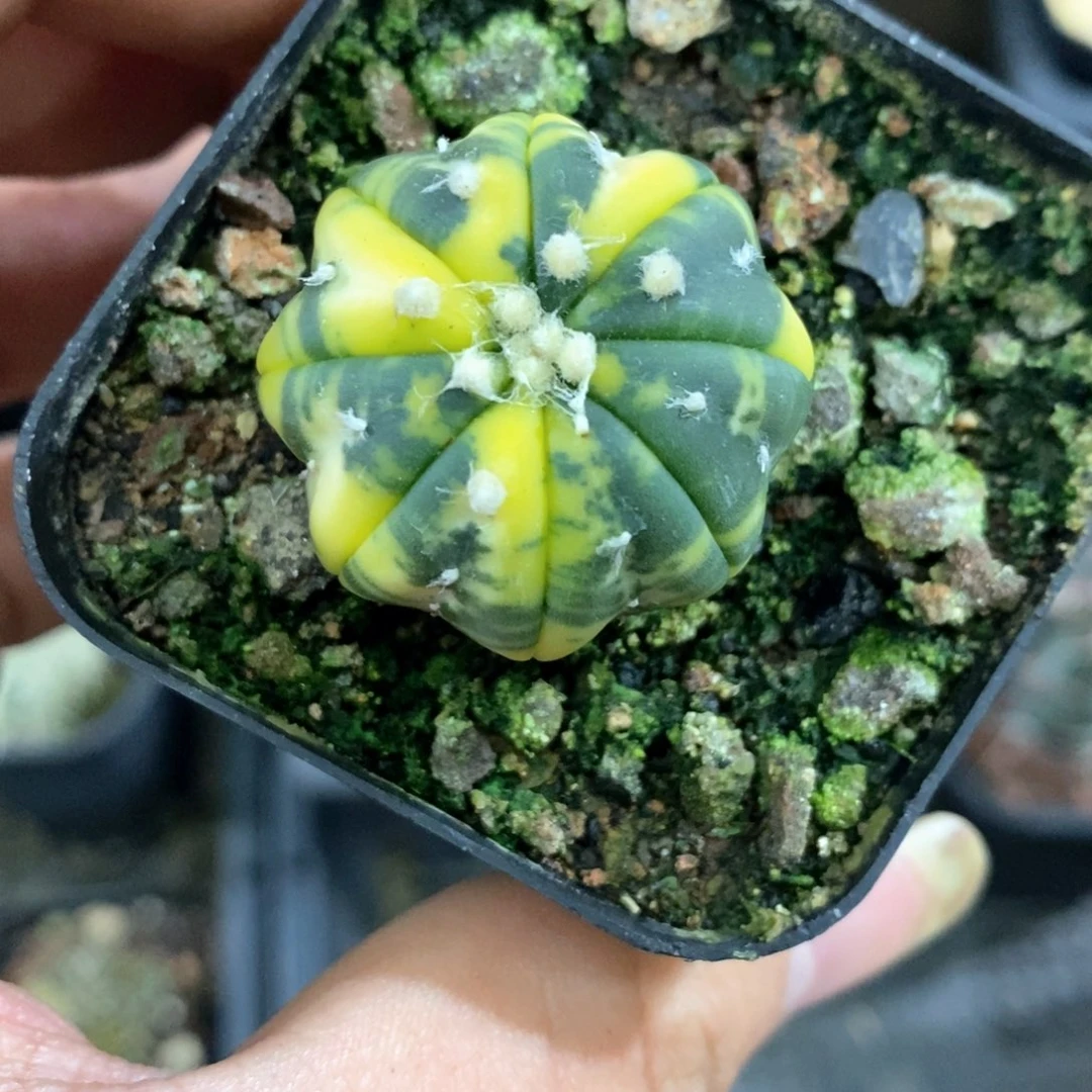 孤品实生海星散斑兜锦