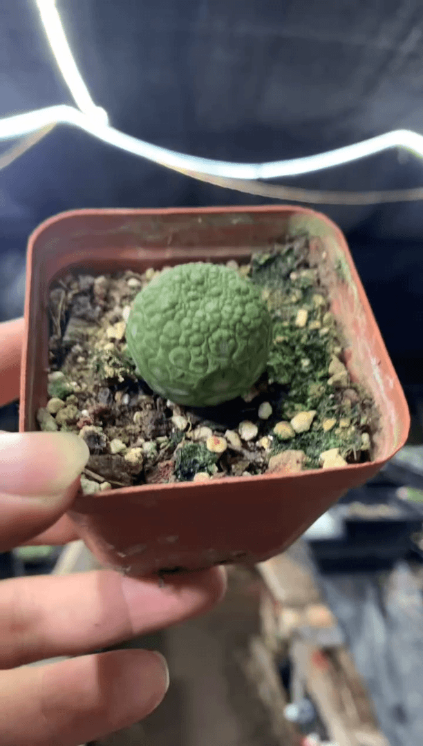 【闪购商品】量拍实生凝蹄玉（2.5cm随机发）单颗