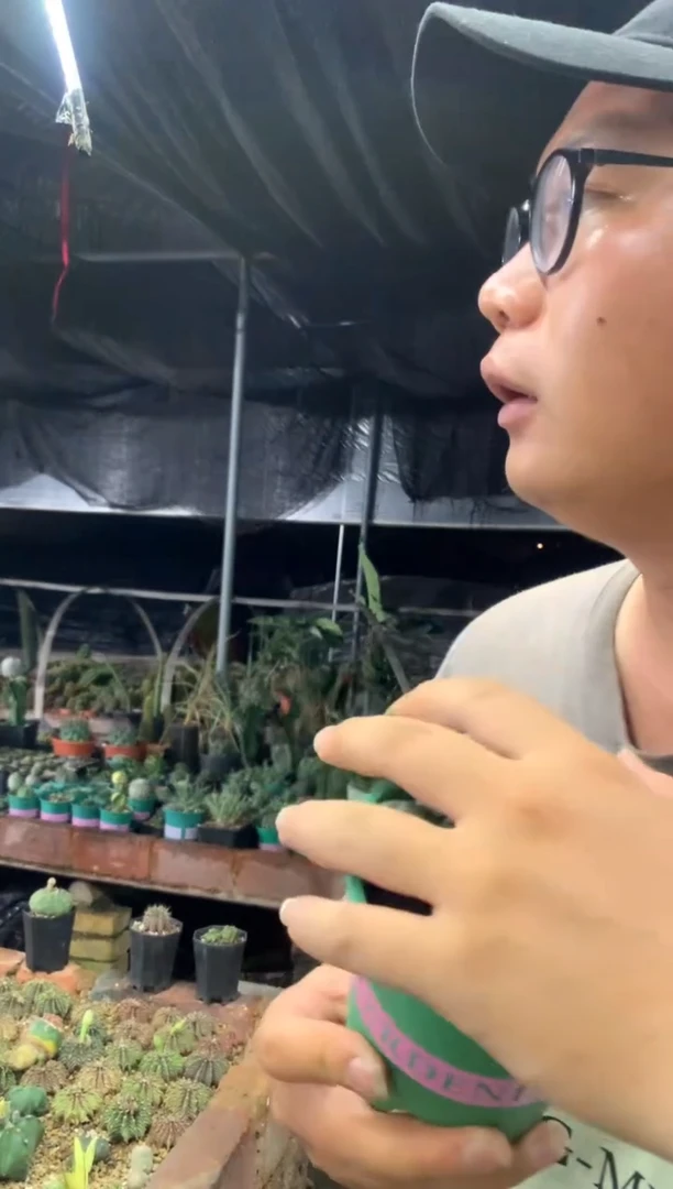 【闪购商品】量拍子吹草球群(大群,裸根随机发)单颗