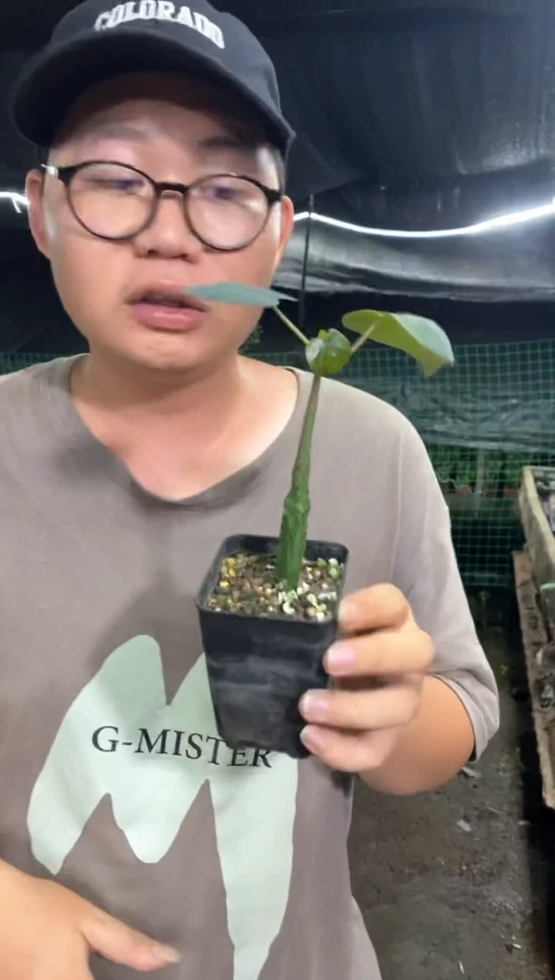 【闪购商品】量拍实生红叶西番莲（裸根随机发）单颗
