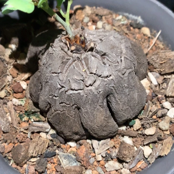 孤品实生八爪鱼腿象足龟甲龙