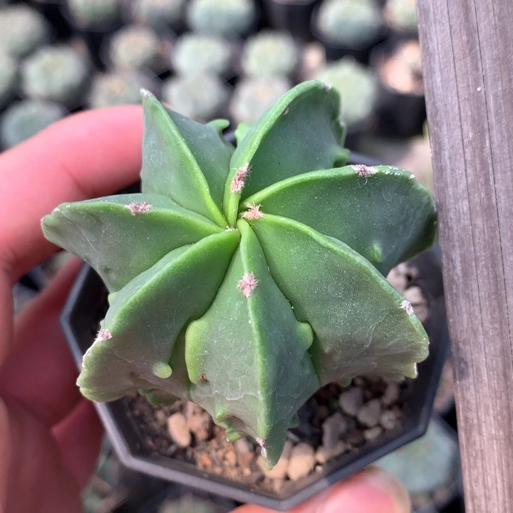 孤品实生7棱核桃鸾凤玉