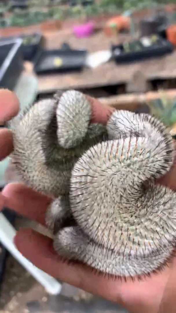 【闪购商品】量拍小牙根直刺佩雷缀化，8cm随机发单颗