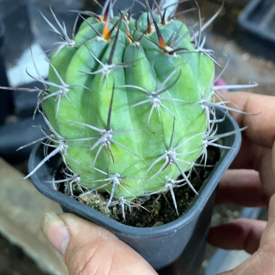 孤品实生狂风丸6cm左右