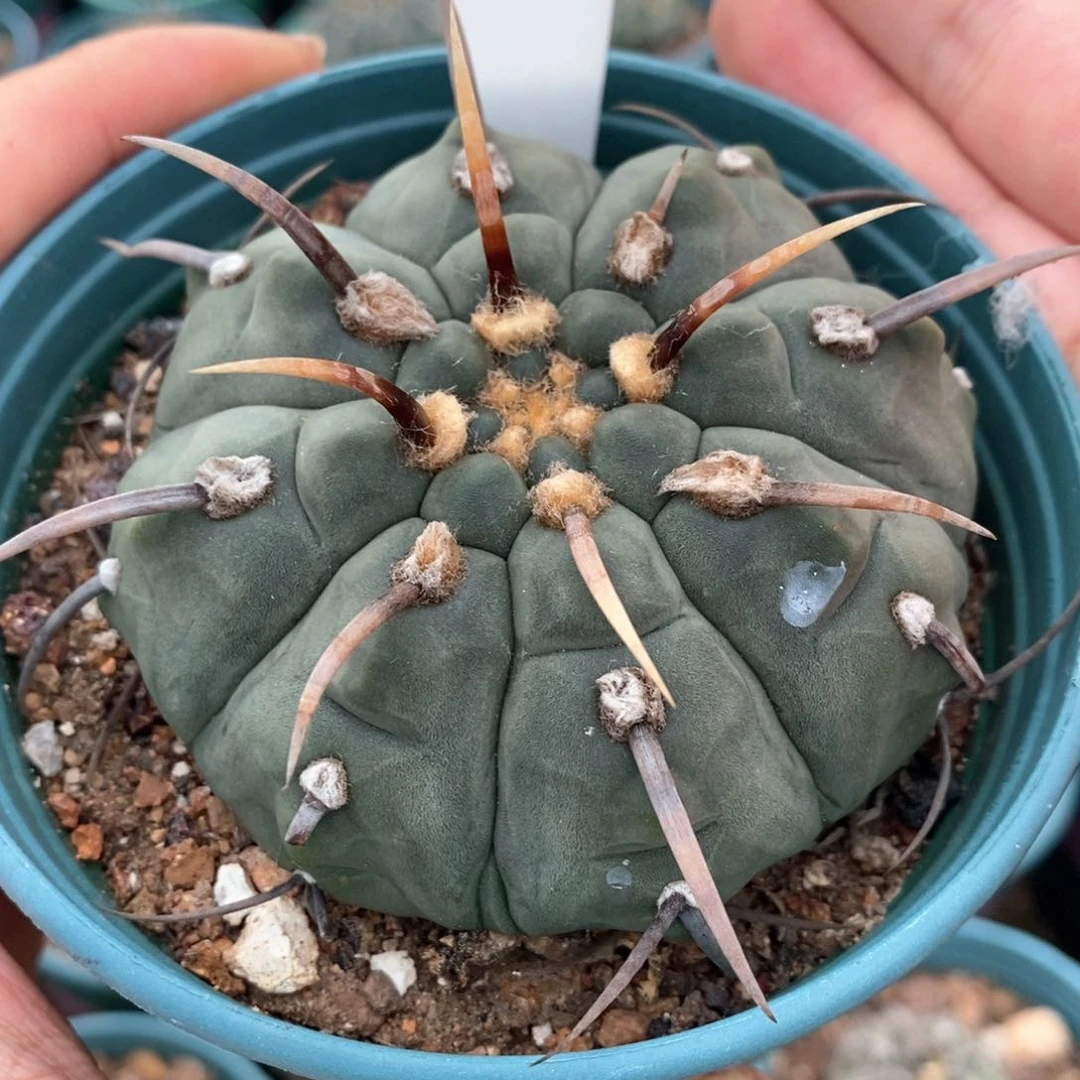 孤品实生超粗刺一本刺47号