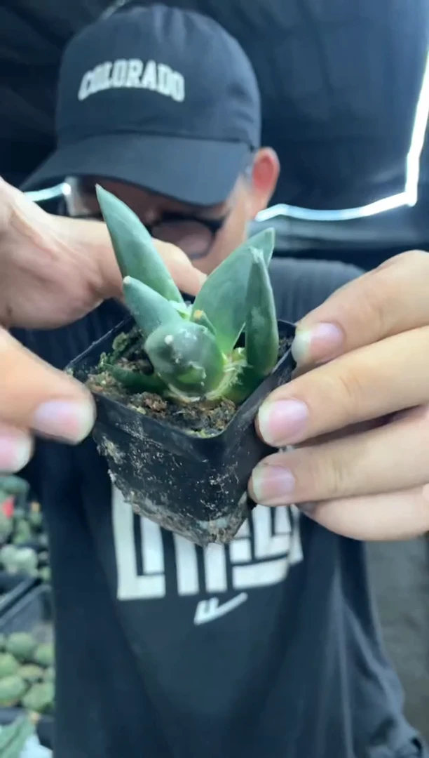 【闪购商品】量拍实生岩牡丹单颗（裸根随机发）中