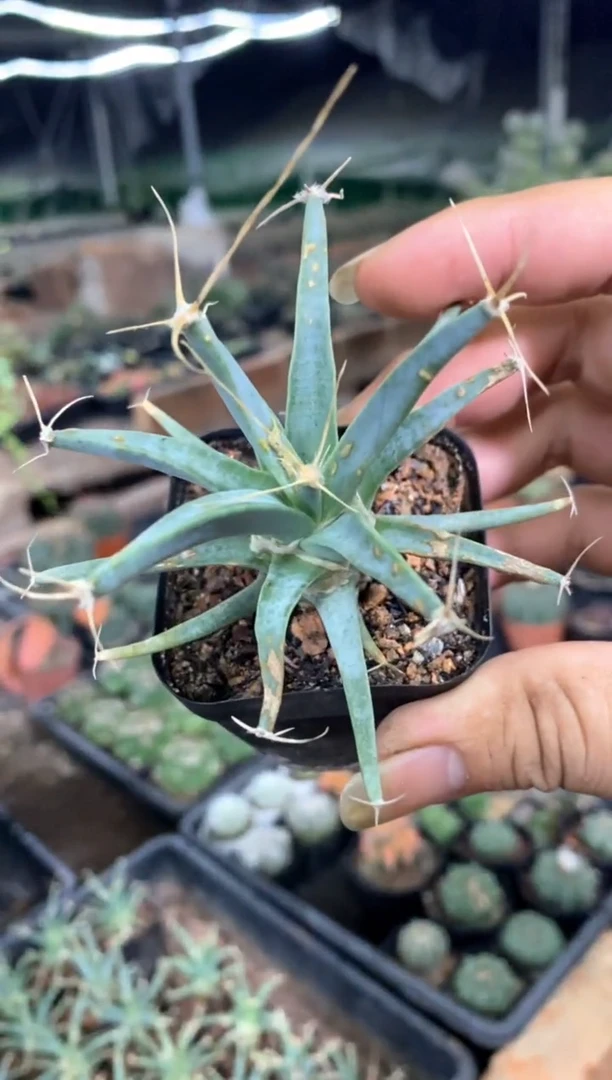 【闪购商品】量拍实生光山单颗（带斑，裸根随机发）小