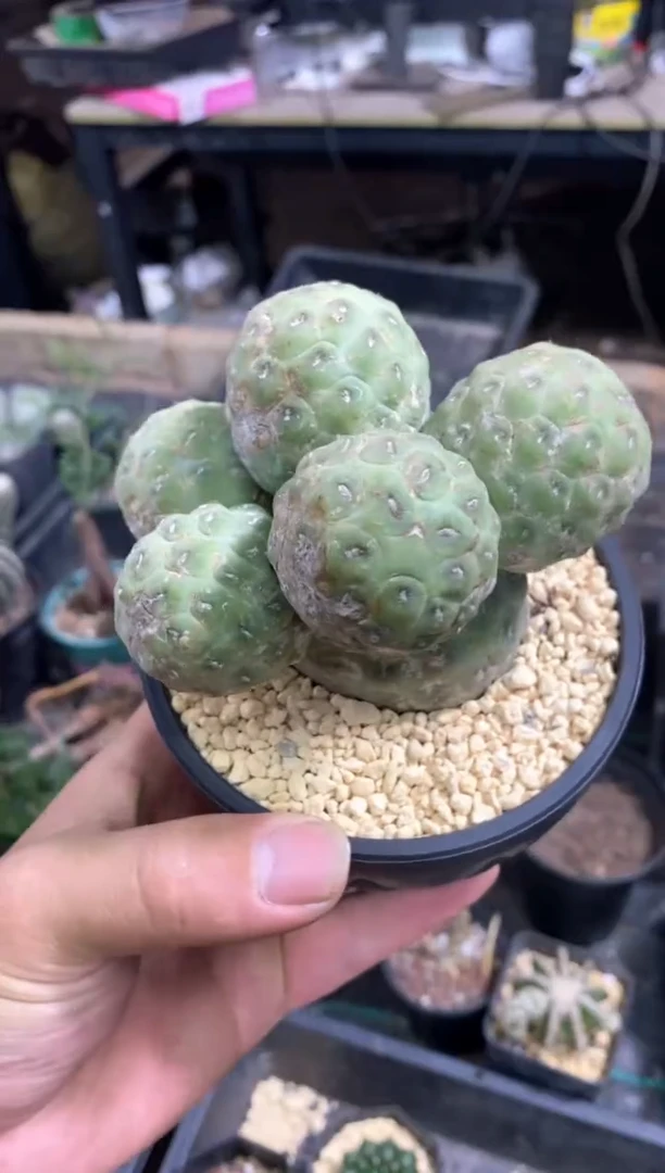 【闪购商品】孤品自根习志野（6头沧桑）裸根发