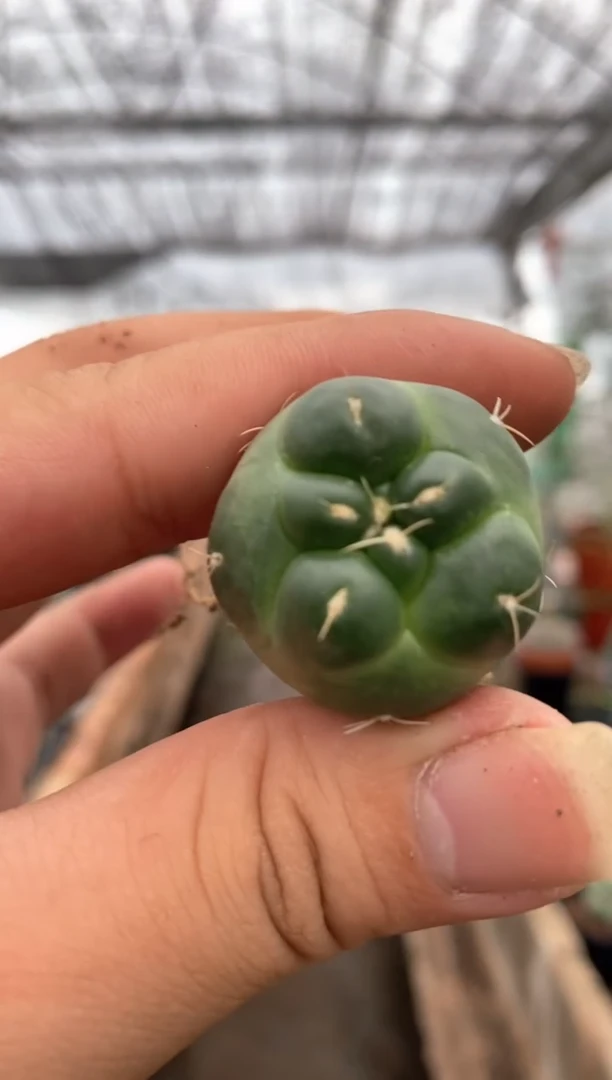 【闪购商品】量拍自根无刺象芽，2cm起裸根随机发单颗