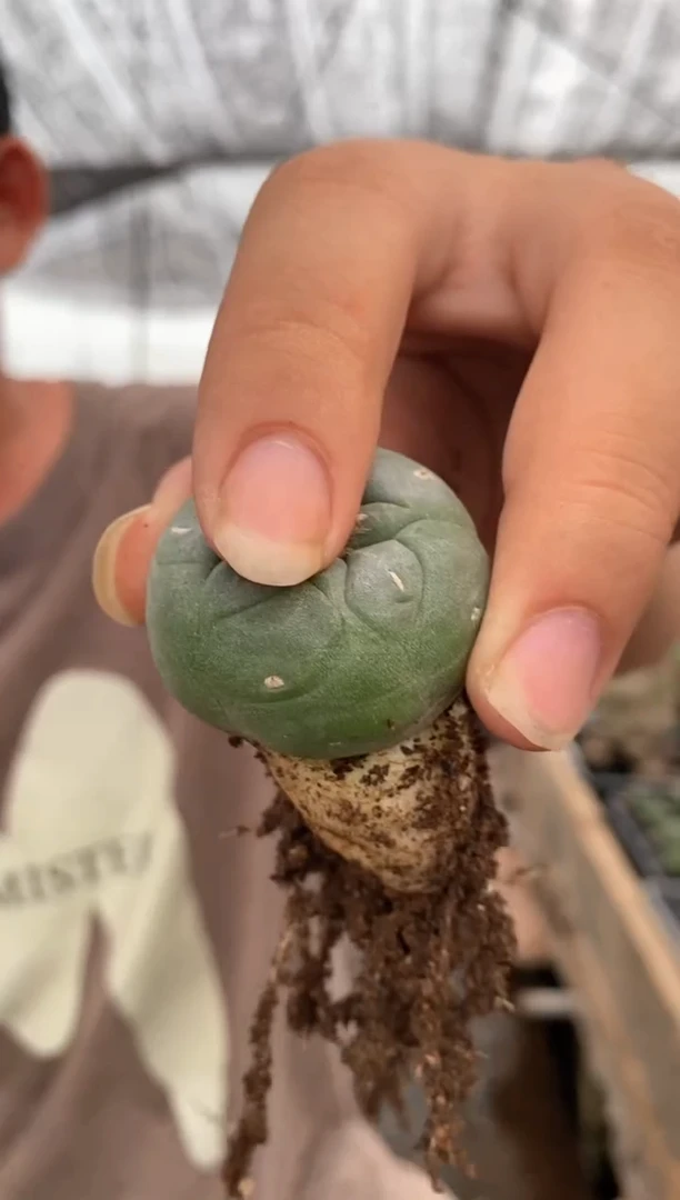 【闪购商品】量拍实生单头草球（3cm裸根随机发）单颗