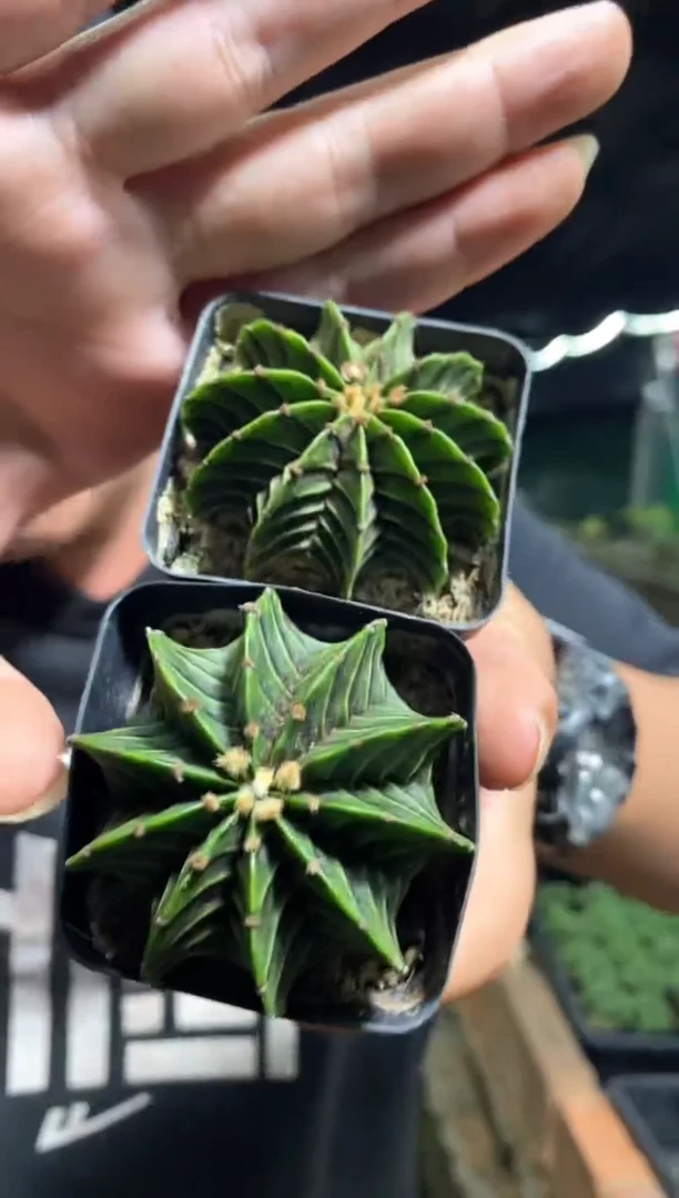 【闪购商品】量拍实生精品肋骨（3cm起棱数随机）2颗