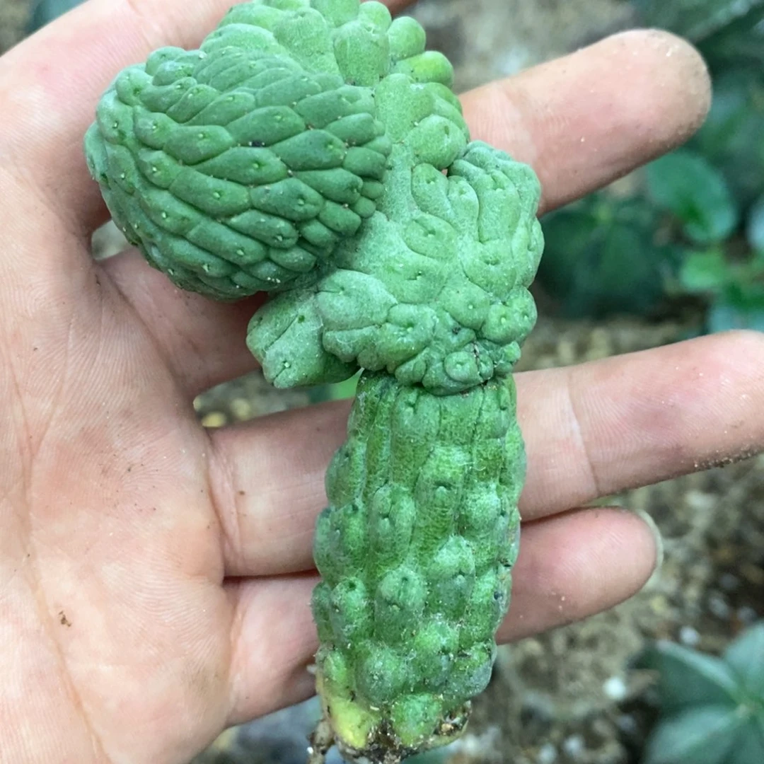 孤品自根佛头玉造型缀化