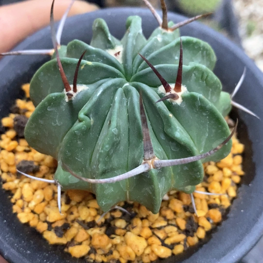 孤品实生龙剑丸5.5cm