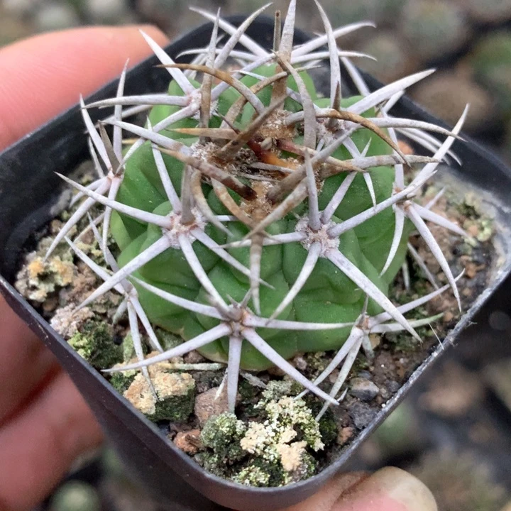 量拍实生小碧岩玉单颗3cm有点缺水