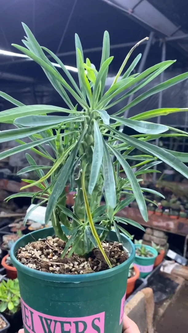 【闪购商品】孤品实生式部麒麟（裸根发）