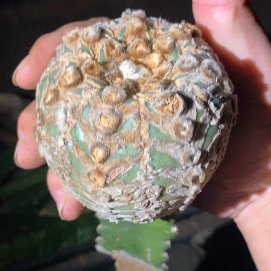 孤品苗接大尤宽纹V兜