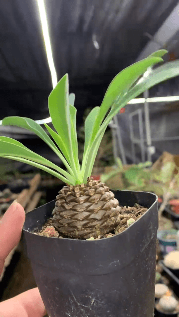 【闪购商品】量拍实生铁甲丸单颗（4cm裸根发）会掉叶