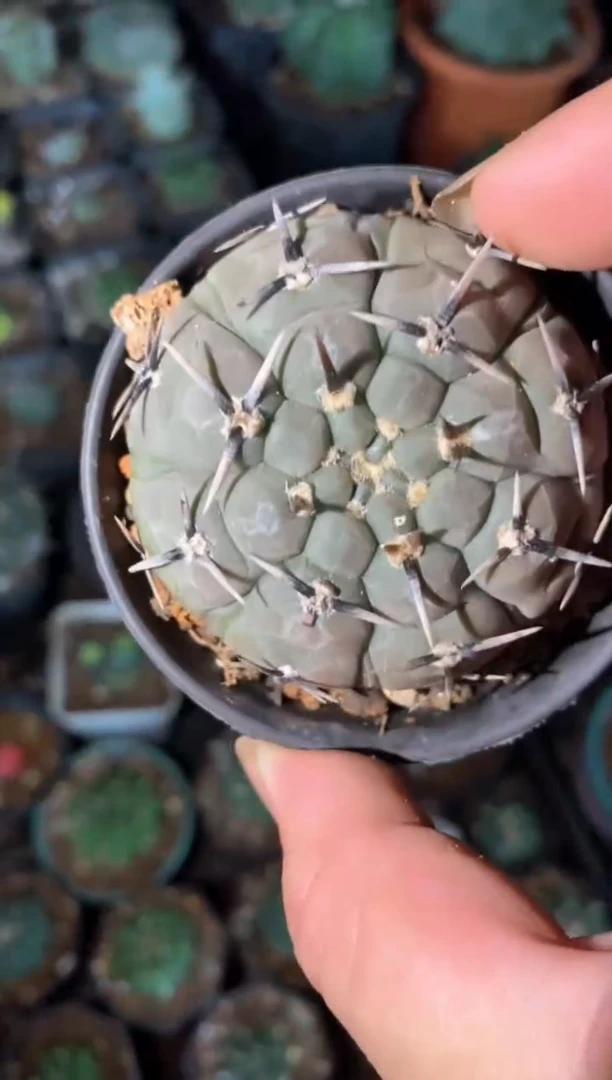 【闪购商品】孤品实生黑刺复棱怪龙王（裸根发）