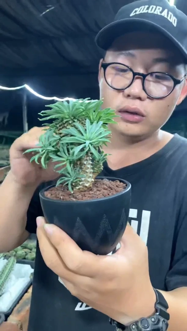 【闪购商品】量拍铁甲麒麟（群，会掉头）随机裸根发单颗