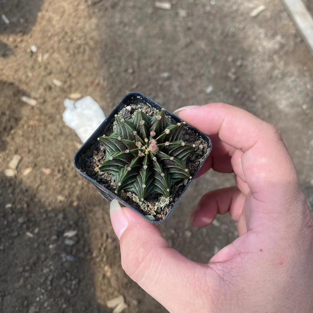 实生肋骨牡丹（2cm起裸根随机发）单颗