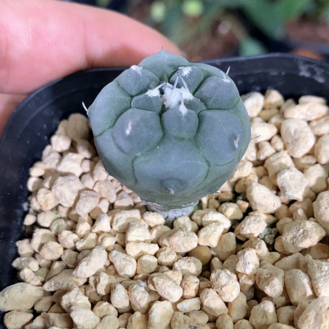 孤品实生冬云娇丽福利2.7cm。