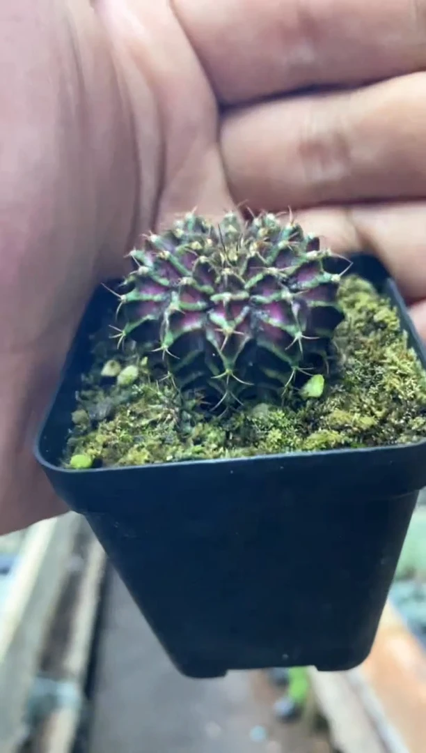 【闪购商品】量拍实生海神牡丹（3cm裸根随机发）单颗
