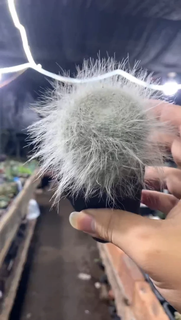 【闪购商品】量拍自根雪猿玉翁（5cm裸根随机发）单颗
