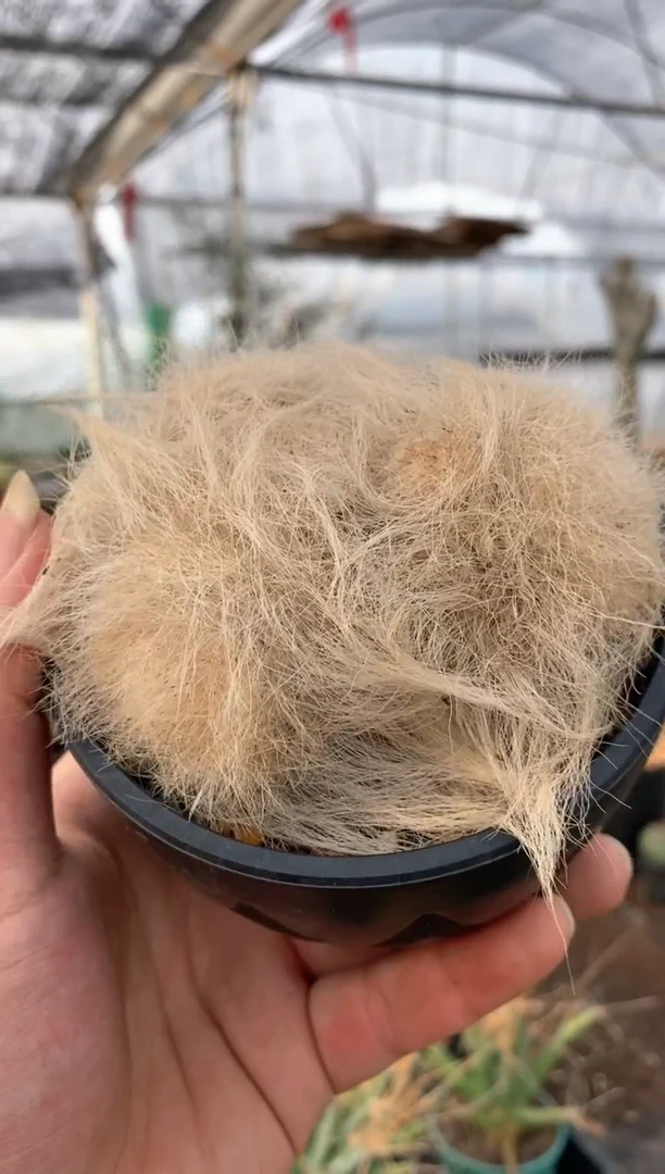 【闪购商品】量拍雪原玉翁群单颗（自根，7cm左右）群