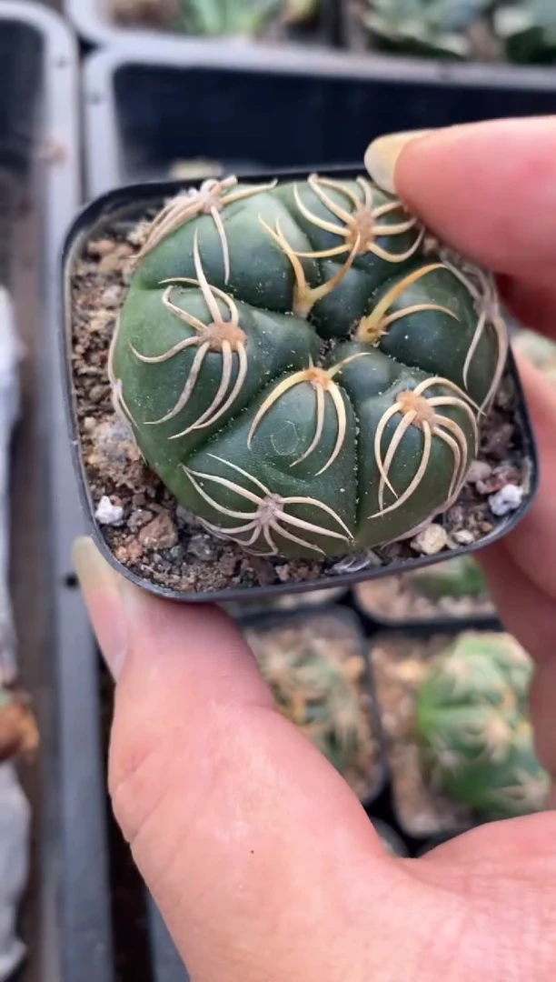 【闪购商品】量拍实生高木海王3.5cm裸根随机发单颗