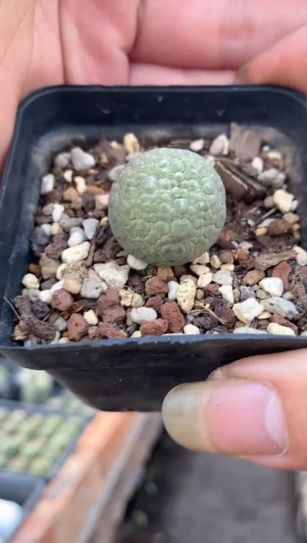 【闪购商品】量拍实生凝蹄玉单颗（2cm裸根随机发）小