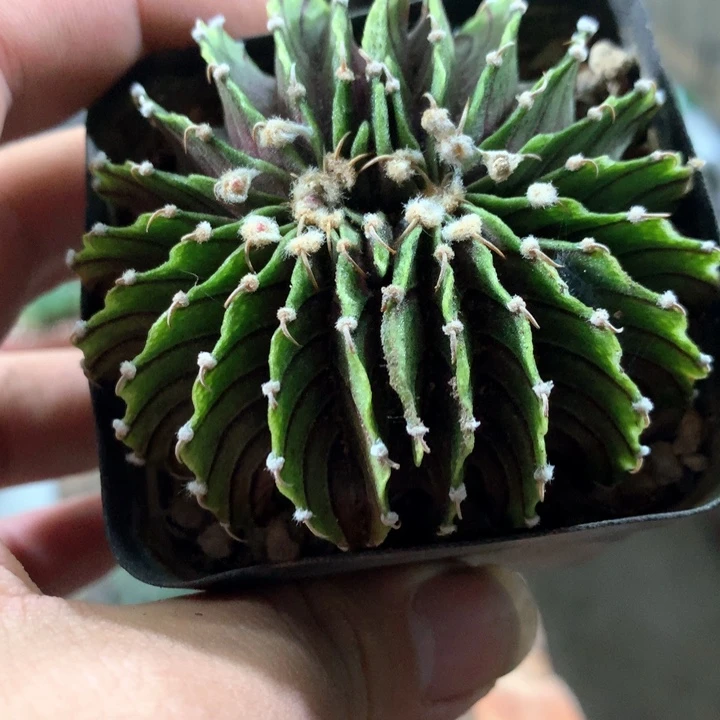 孤品实生肋骨缀化