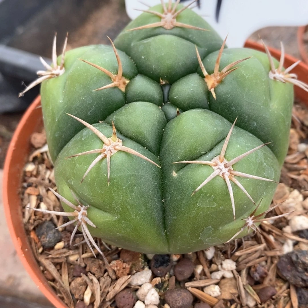 孤品实生精选海王44号