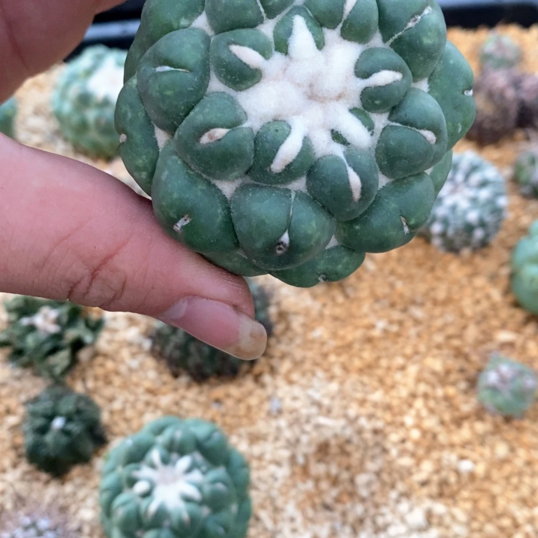 量拍出根的无刺象芽单颗本场福利