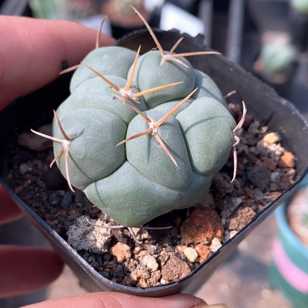 量拍实生天晃单颗福利3cm