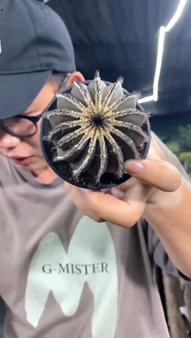 【闪购商品】量拍自根栉刺尤伯球，7cm瑕疵裸根发单颗