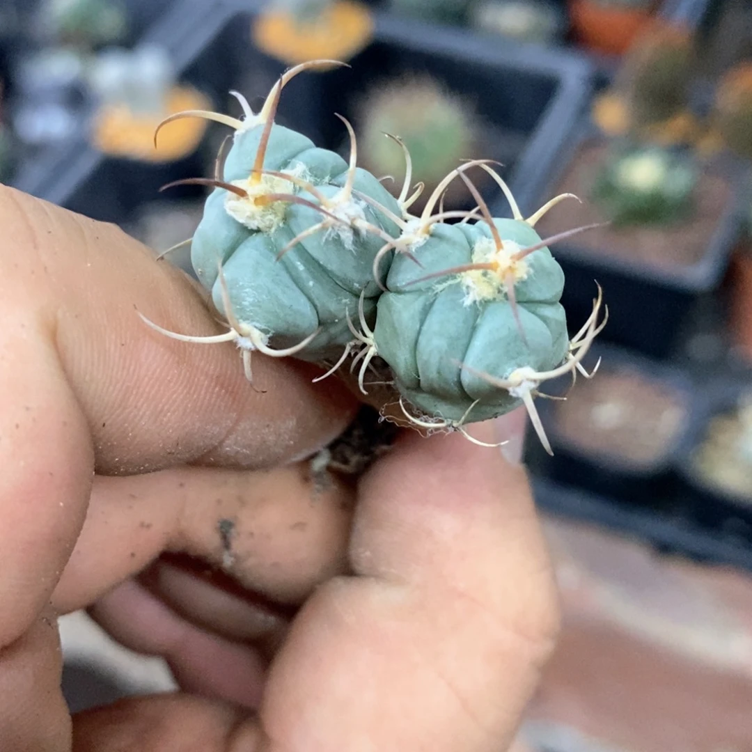 孤品实生双头平丸生长点变异