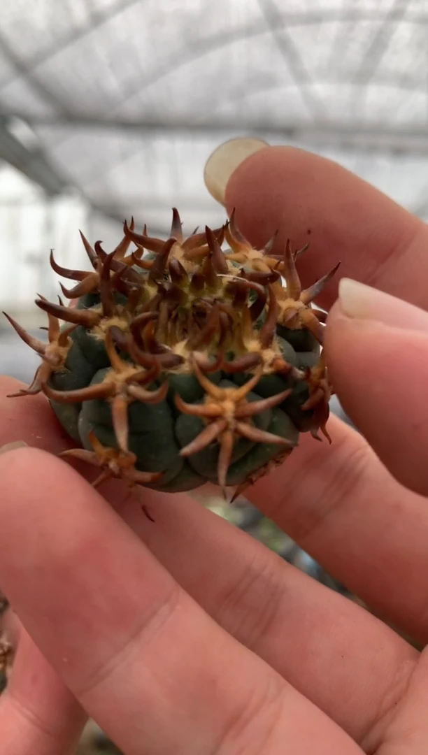 【闪购商品】量拍无根猫爪侧芽单颗（3cm随机发）无根