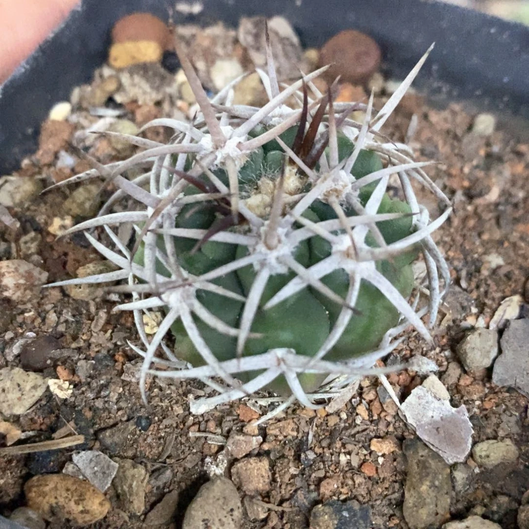 孤品福利五十铃碧岩玉