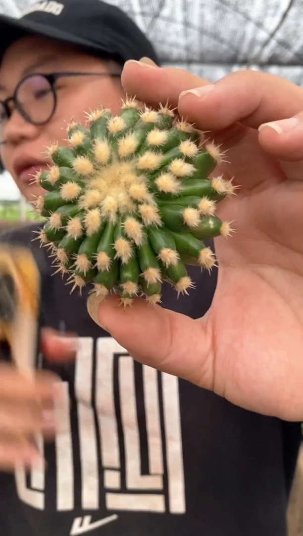 【闪购商品】量拍无根裸虎侧芽（微瑕7cm随机发）单颗