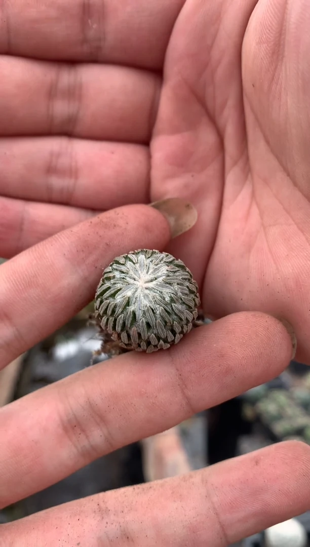 【闪购商品】量拍自根精巧丸单颗（2cm裸根随机发）丸