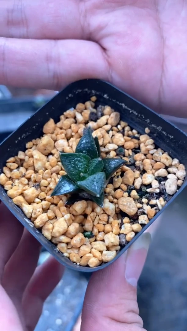 【闪购商品】量拍实生龟甲牡丹（2cm裸根随机发）单颗
