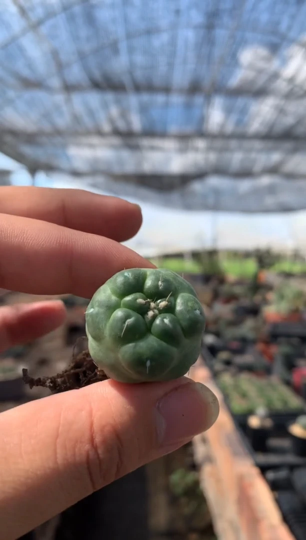 【闪购商品】量拍自根无刺象芽（2cm起，裸根发）单颗