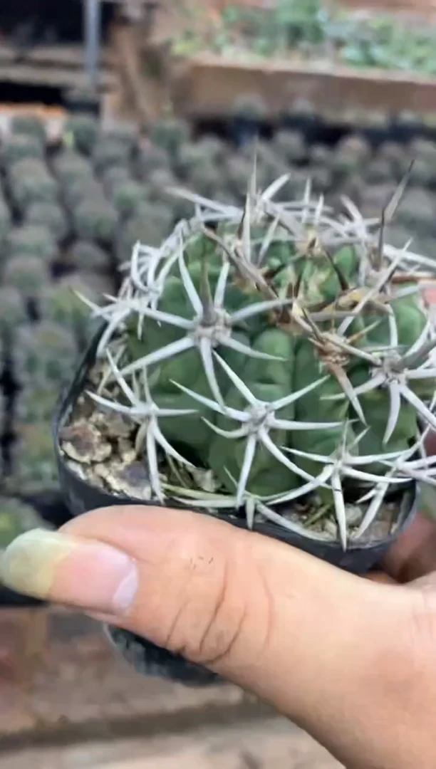 【闪购商品】孤品实生碧岩玉（裸根发）79号