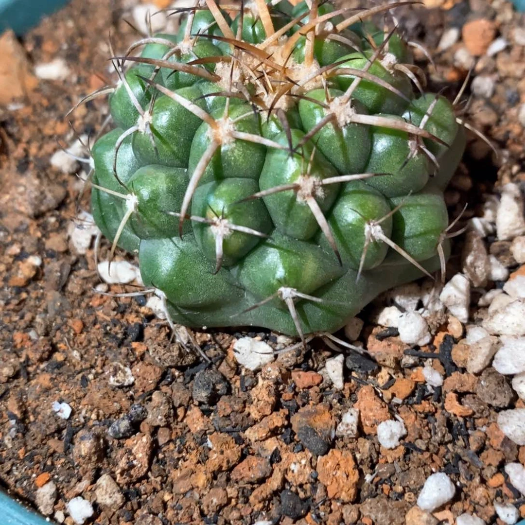 孤品实生圆盘玉石化带锦