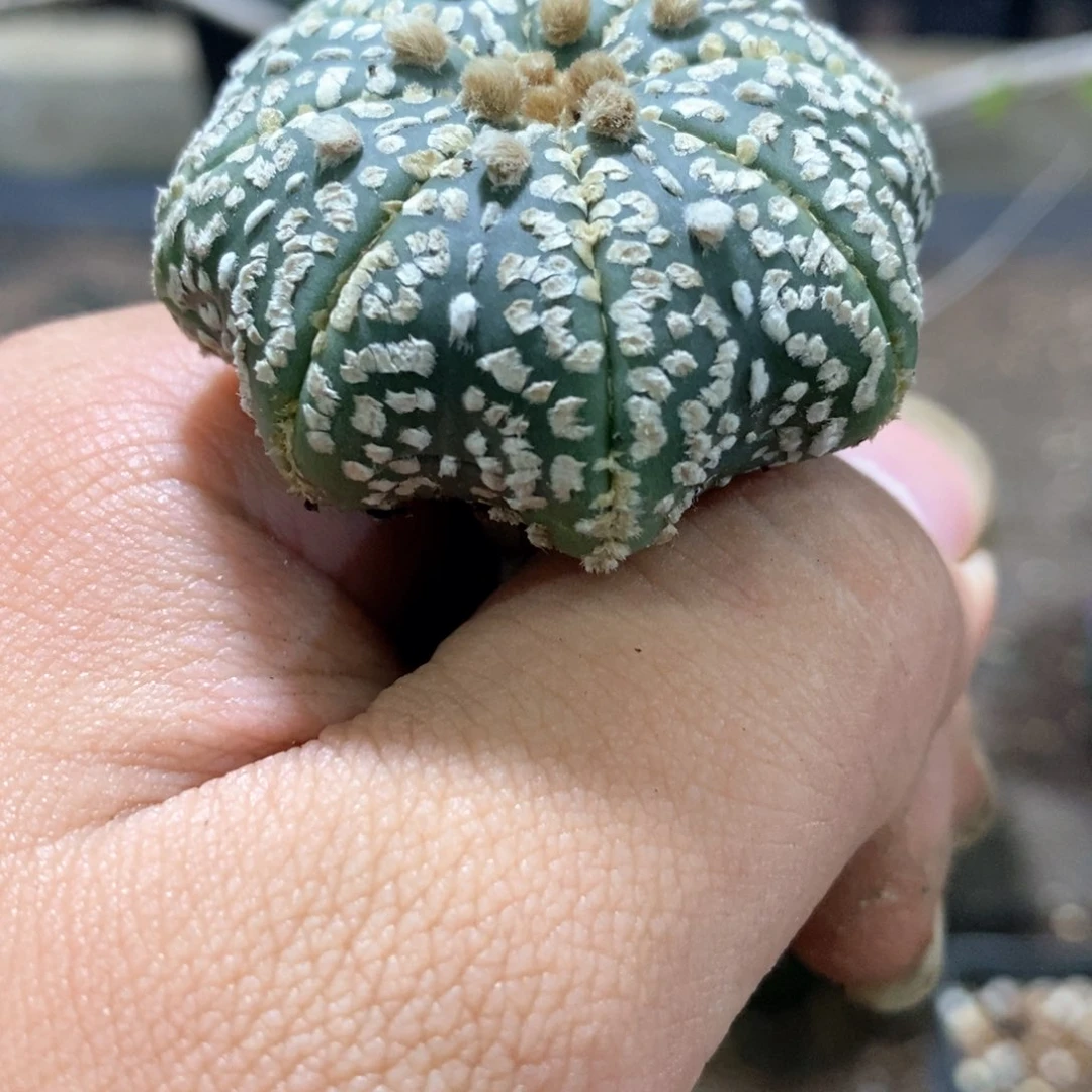 孤品实生扁平海星兜4.2cm