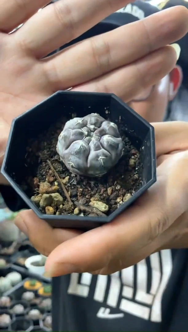 【闪购商品】量拍实生铅皮(带蜡3cm裸根随机发)单颗