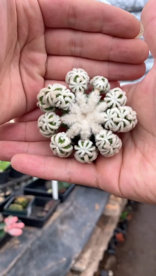 【闪购商品】量拍辛顿花笼（无根6cm左右带木心）单颗